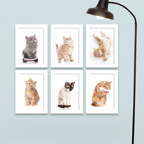 액자 벽걸이 아기고양이 애완동물 카페 아메리칸쇼트헤어 ggcu483-마이펫 고양이 세로 액자세트